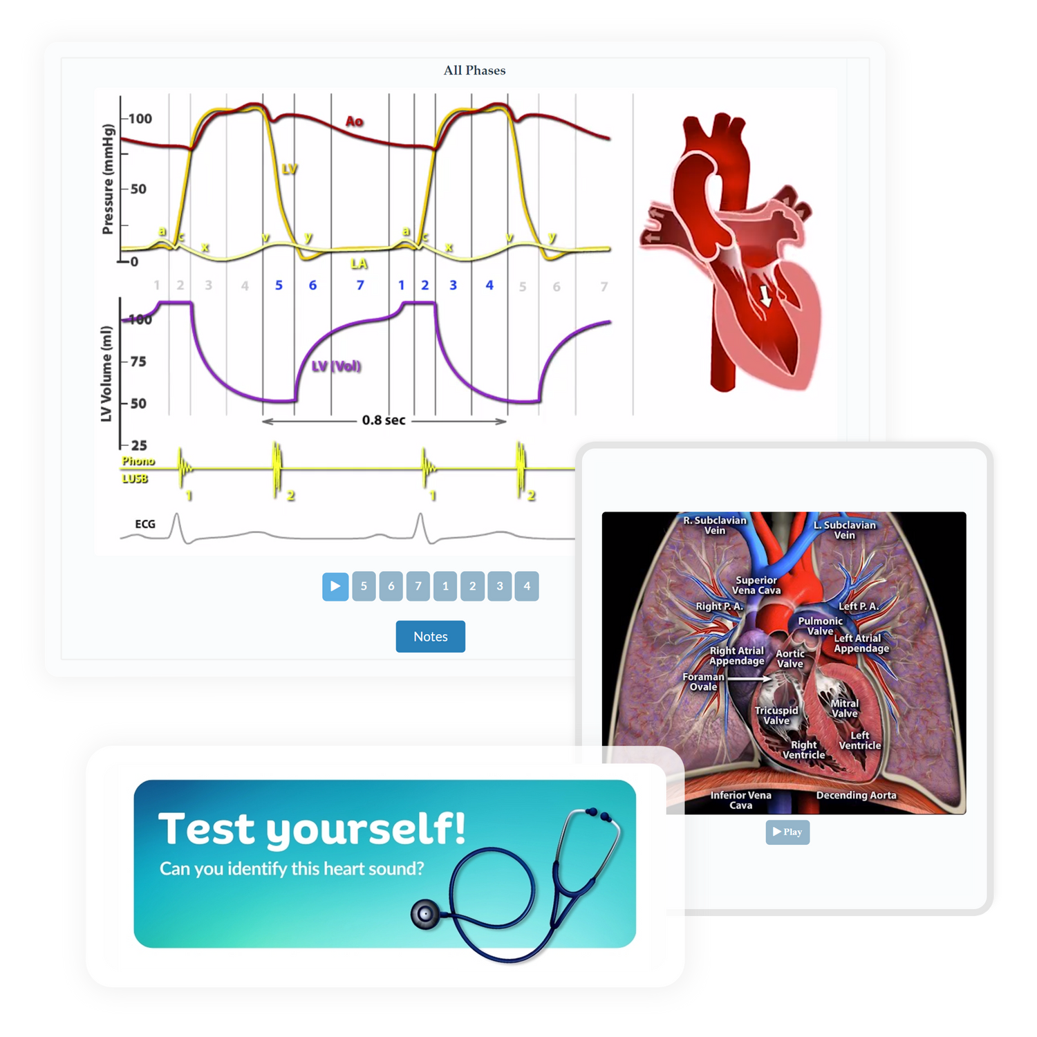 Scenes from inside heart sounds. Various heart illustrations and ecg charts